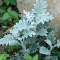 «Седой» цветок или прекрасное комнатное растение цинерария (61 фото)