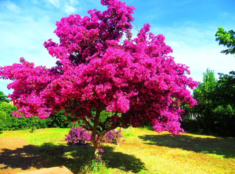Цветущий кустарник с розовыми цветами фото и названия