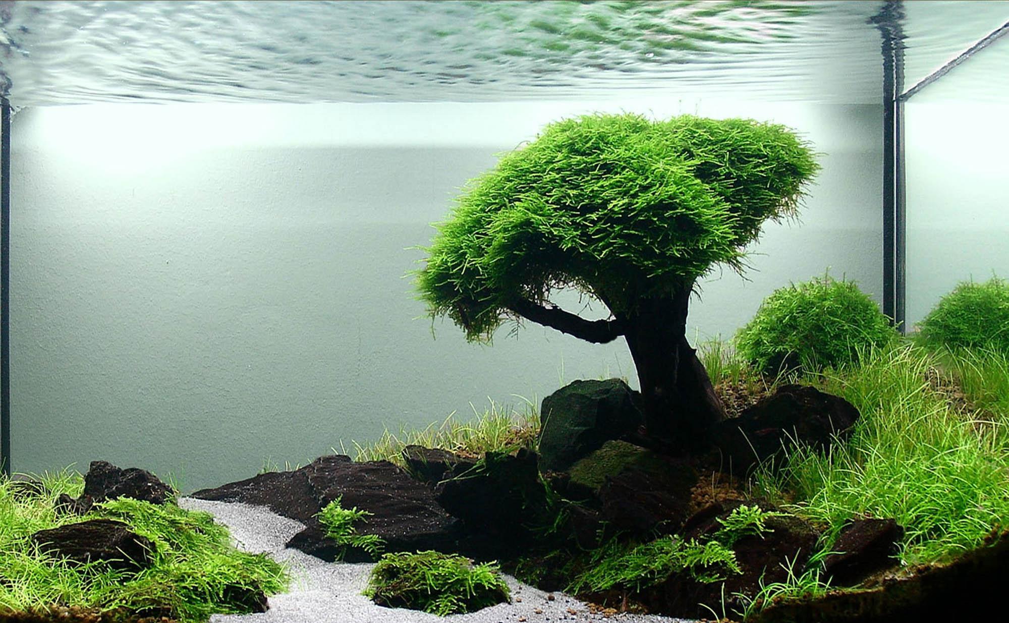 Декоративное дерево для аквариума