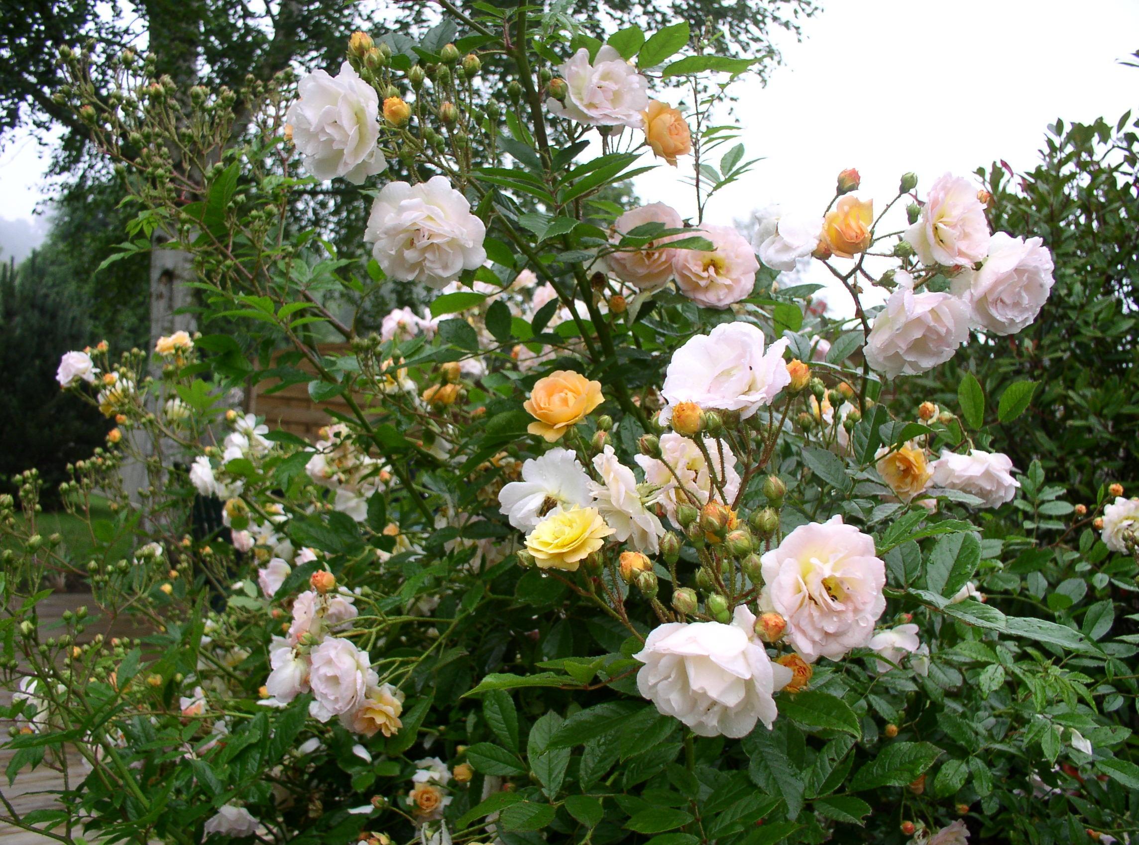 Декоративная кустовая роза