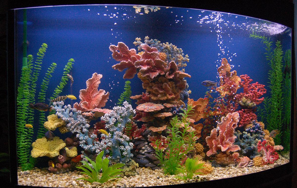 Декоративные кораллы для аквариума