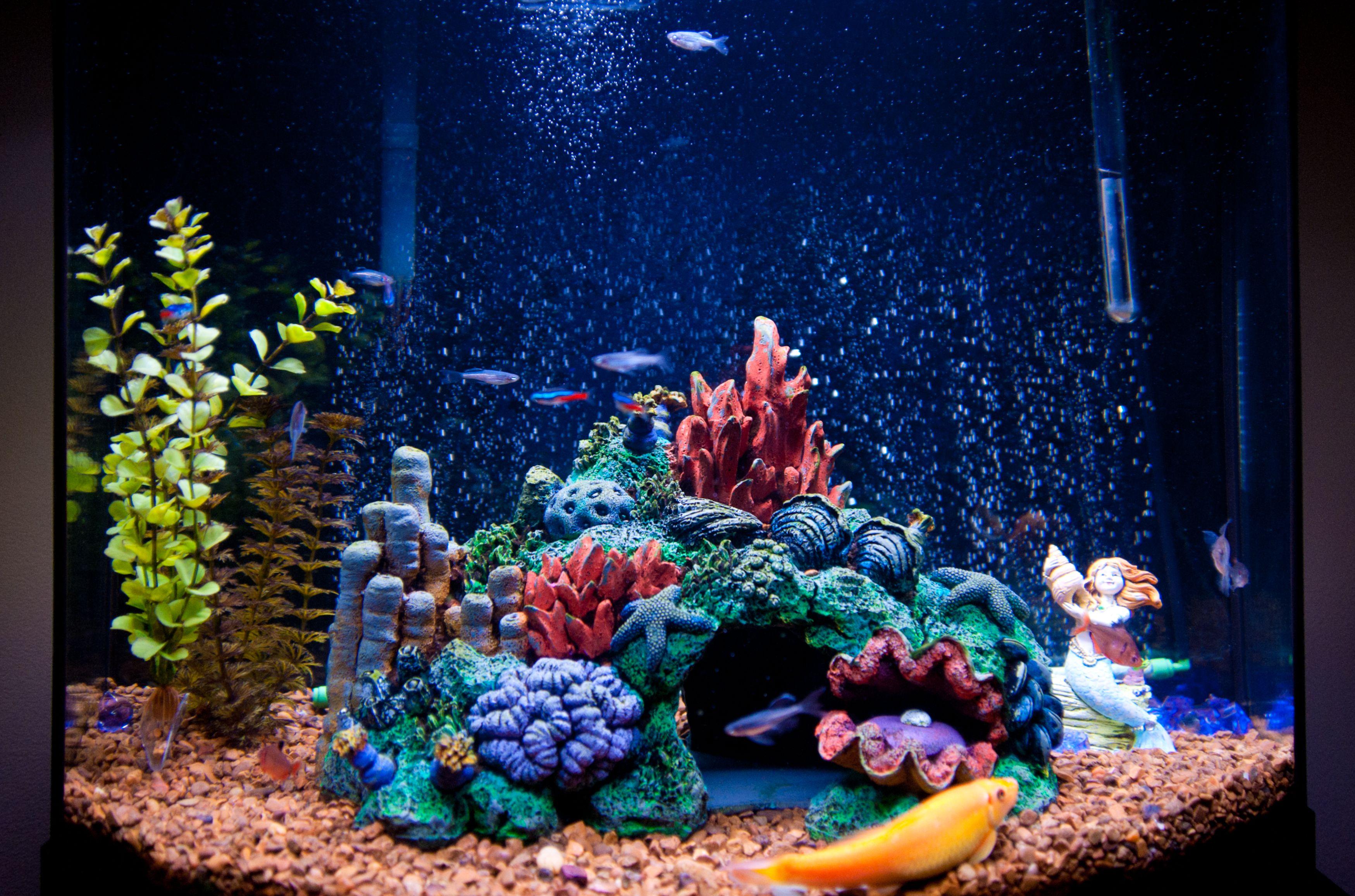 Декор для аквариума с морскими звездами