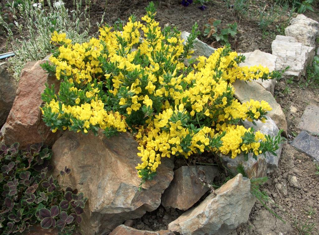 Кустарник с желтыми цветами, обрамленный камнями