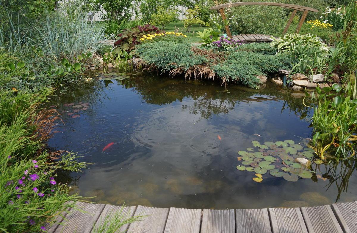 Пруд в саду с водными клумбами и рыбами