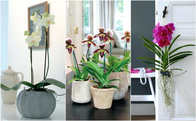 Виды орхидей, их названия и фото, описание и содержание в домашних условиях