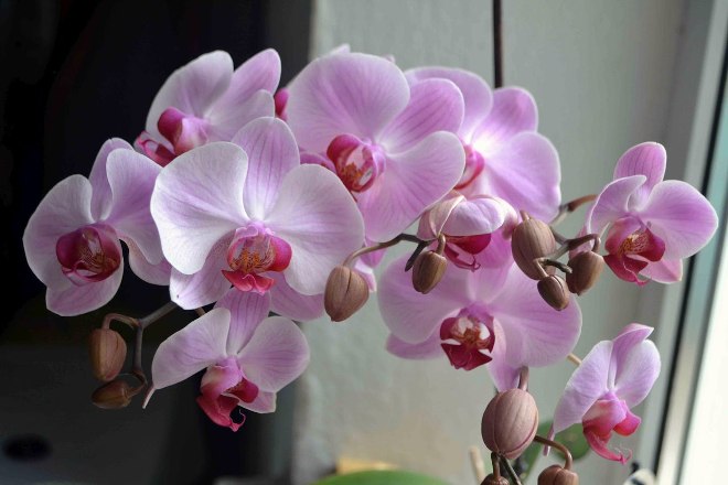 Krasivye sorta orhidei dlya kvartiry i doma 5
