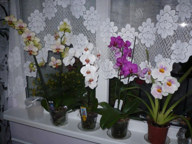 Orhidei v kvartiry 1