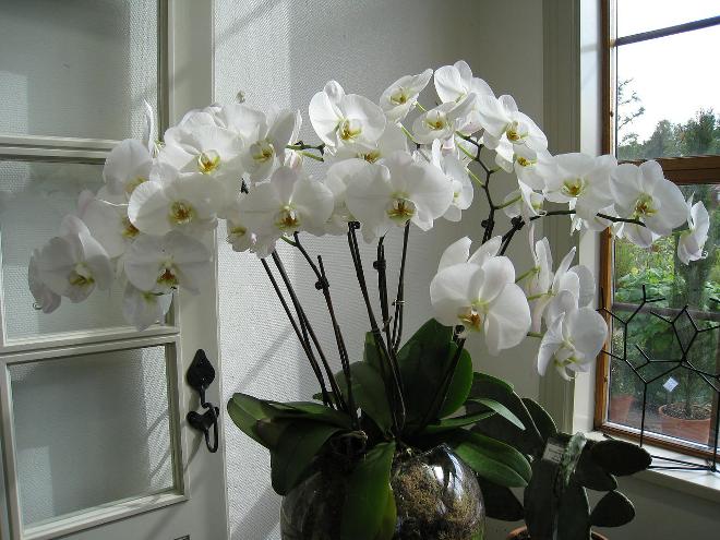 Uhod za orhideej v dome 1