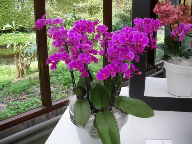 Uhod za orhideej v dome 2