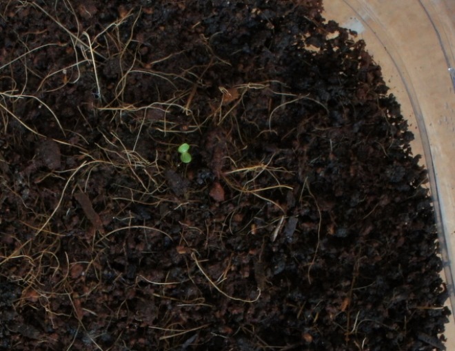 Выращивание цинерарии из семян