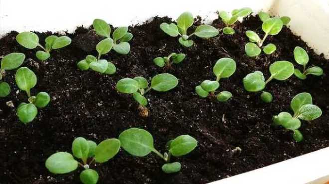 Выращивание цинерарии из семян
