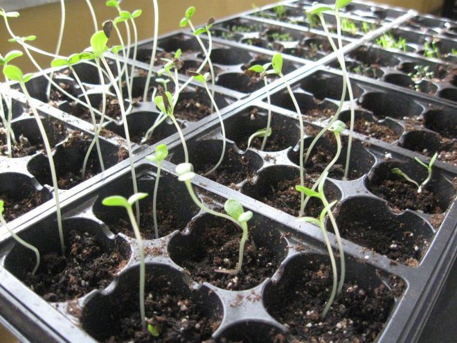 Выращивание цинии из семян